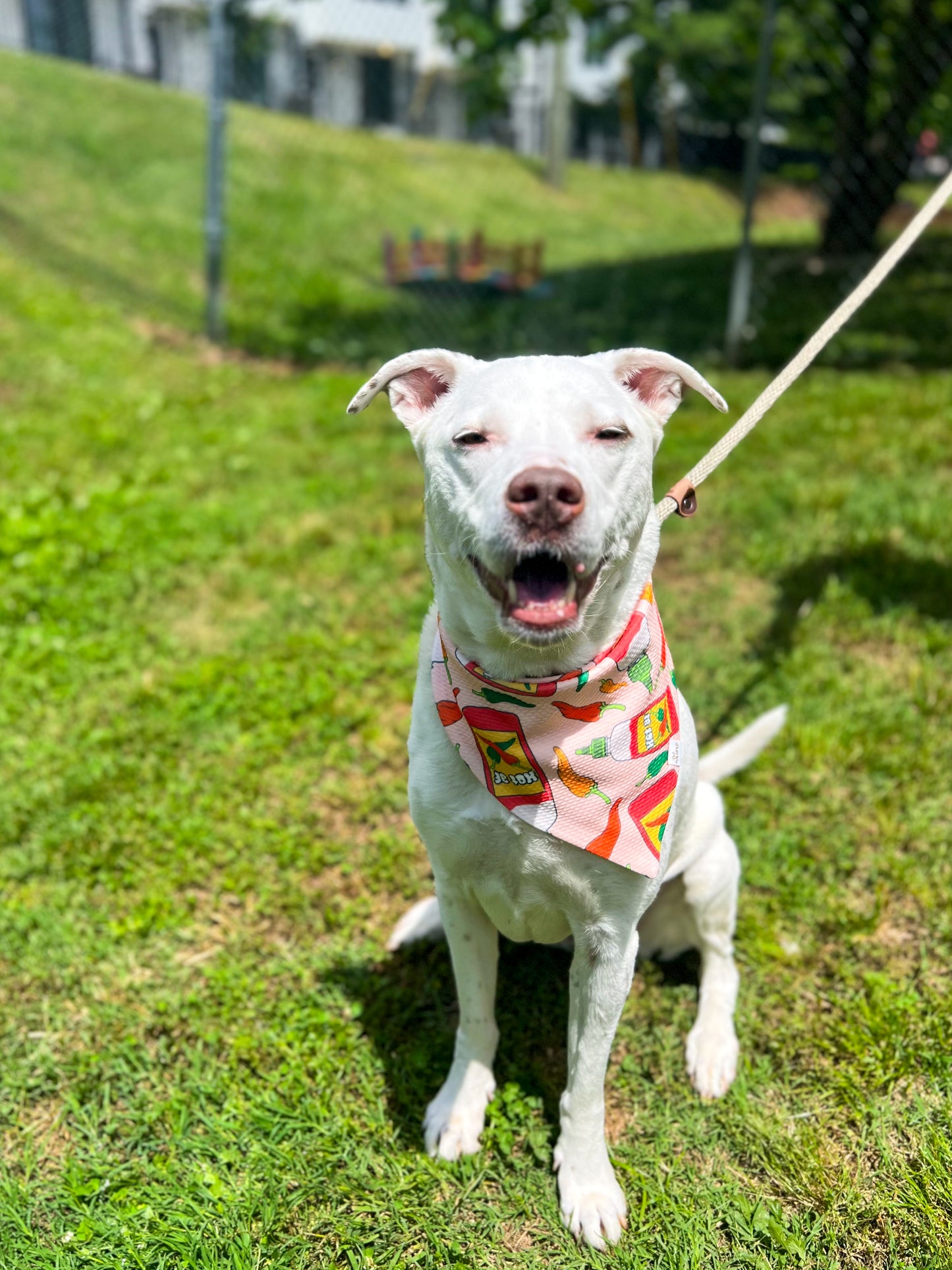 Hot AF Wrinkle Resistant Bandana