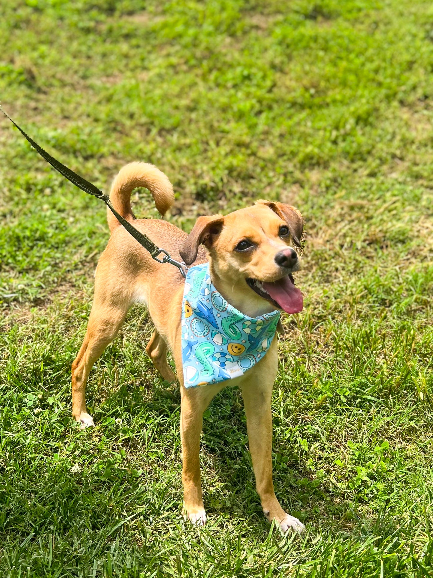 Pool Party Wrinkle Resistant Bandana