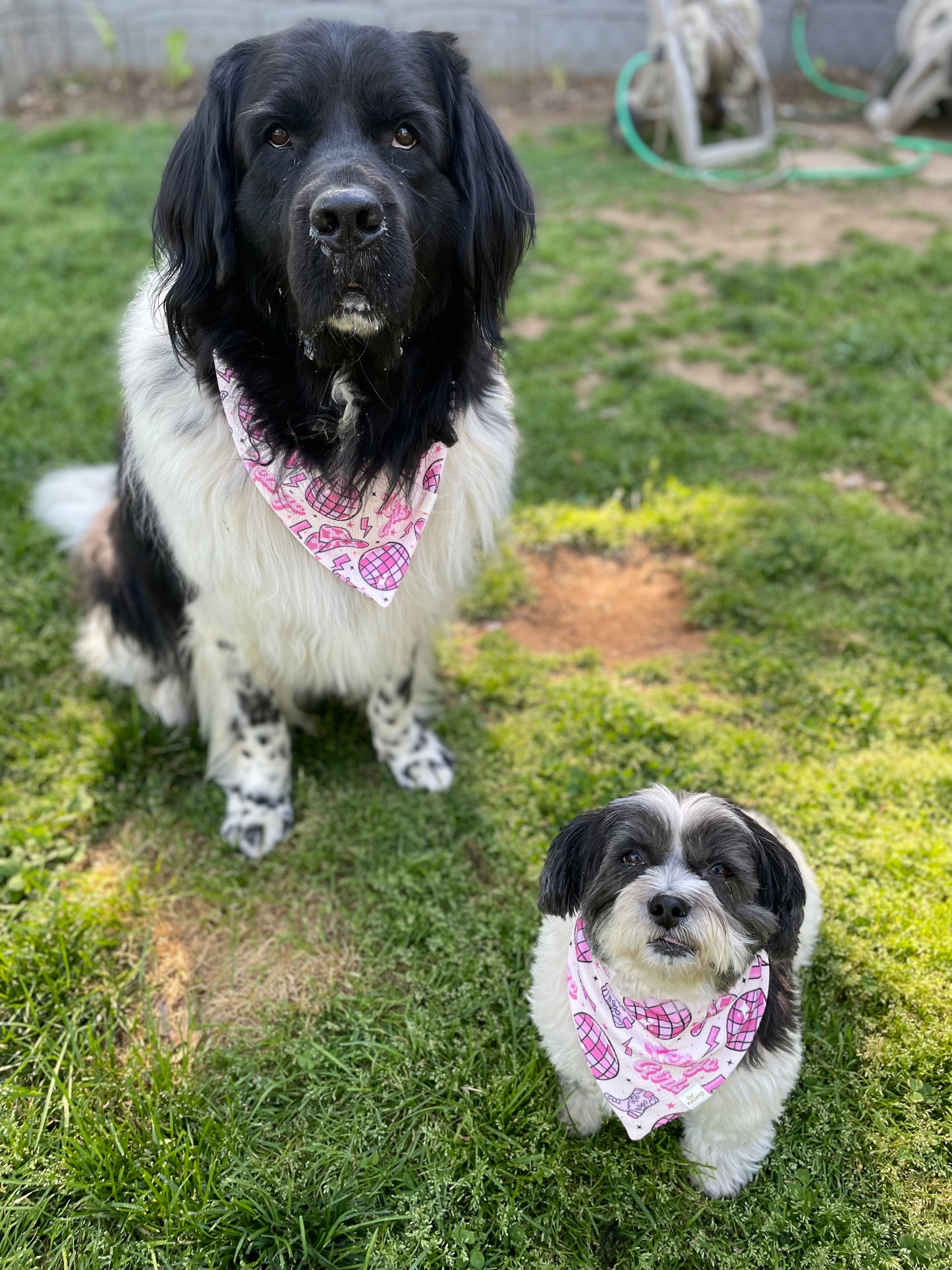 Let's Go Girls Wrinkle Resistant Bandana