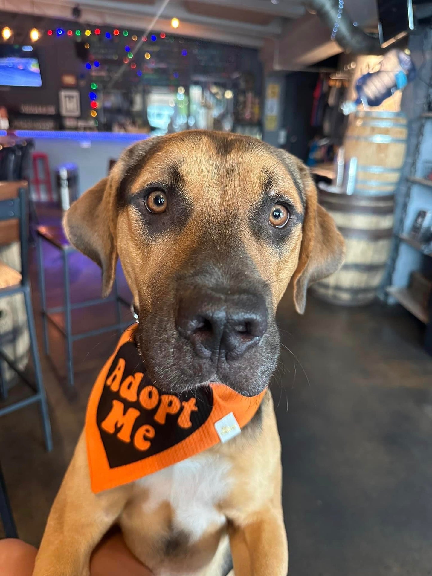 Adopt Me Wrinkle Resistant Bandana
