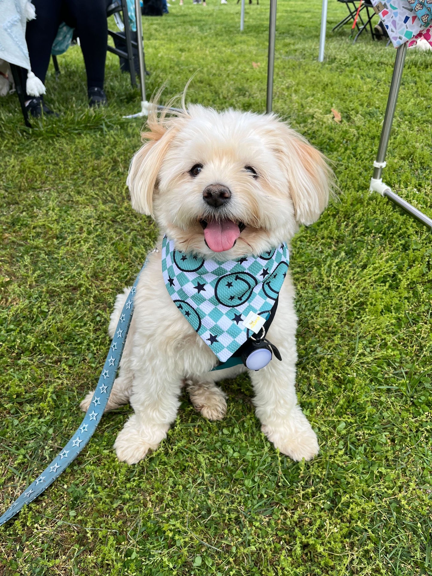 Choose Happy Wrinkle Resistant Bandana - Pet Musings