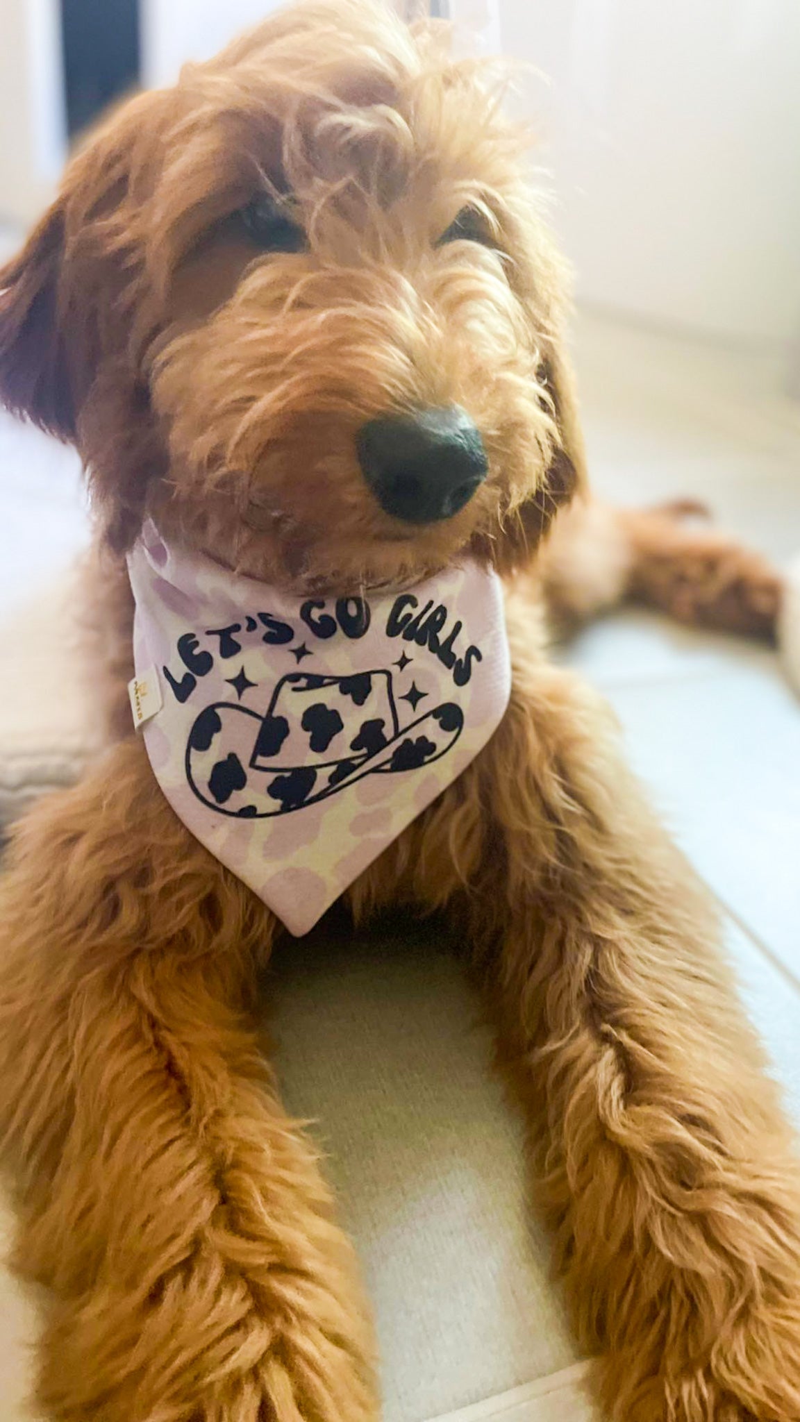 Let's Go Girls Cow Print Wrinkle Resistant Bandana