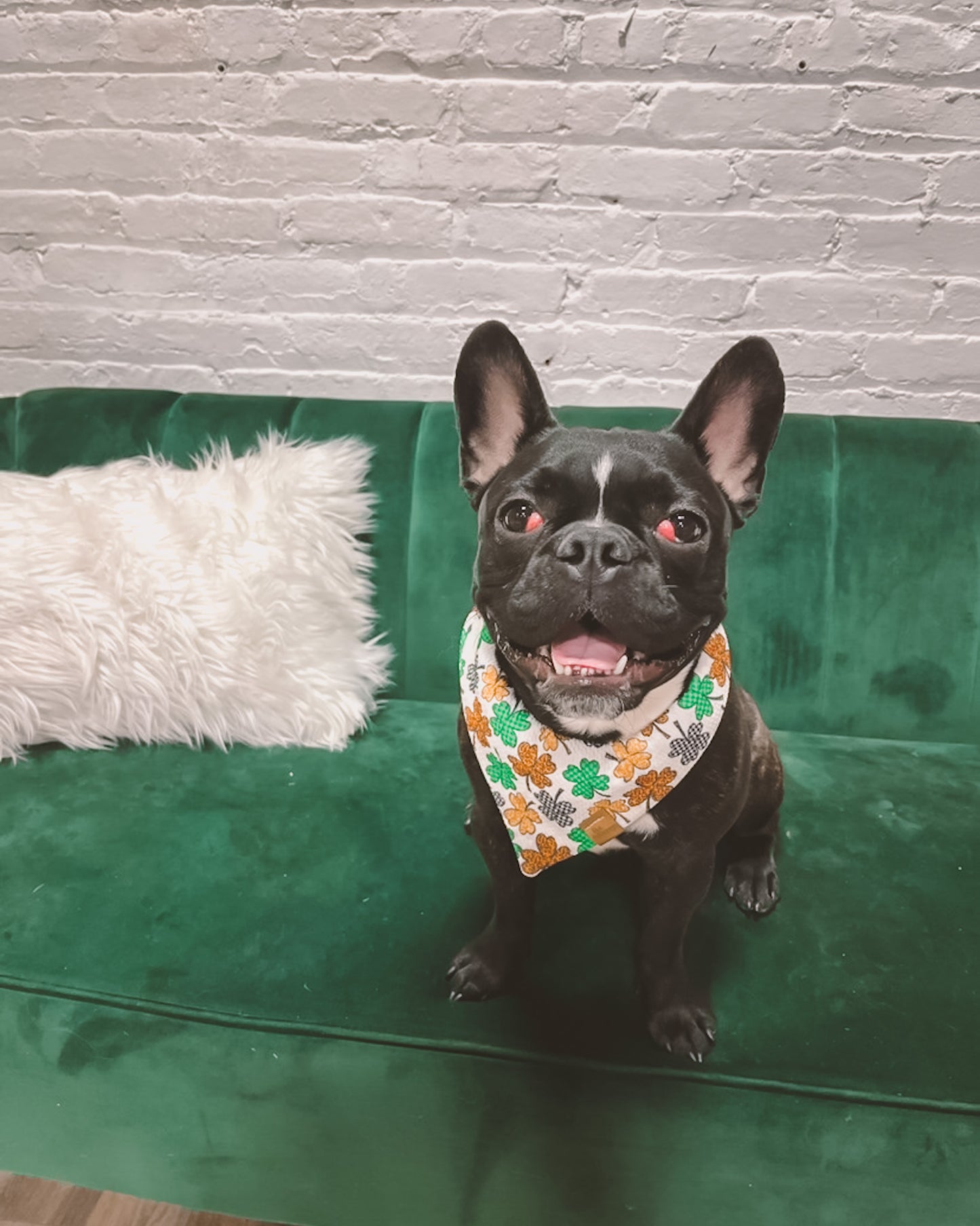 Feeling Lucky Wrinkle Free Bandana - Pet Musings