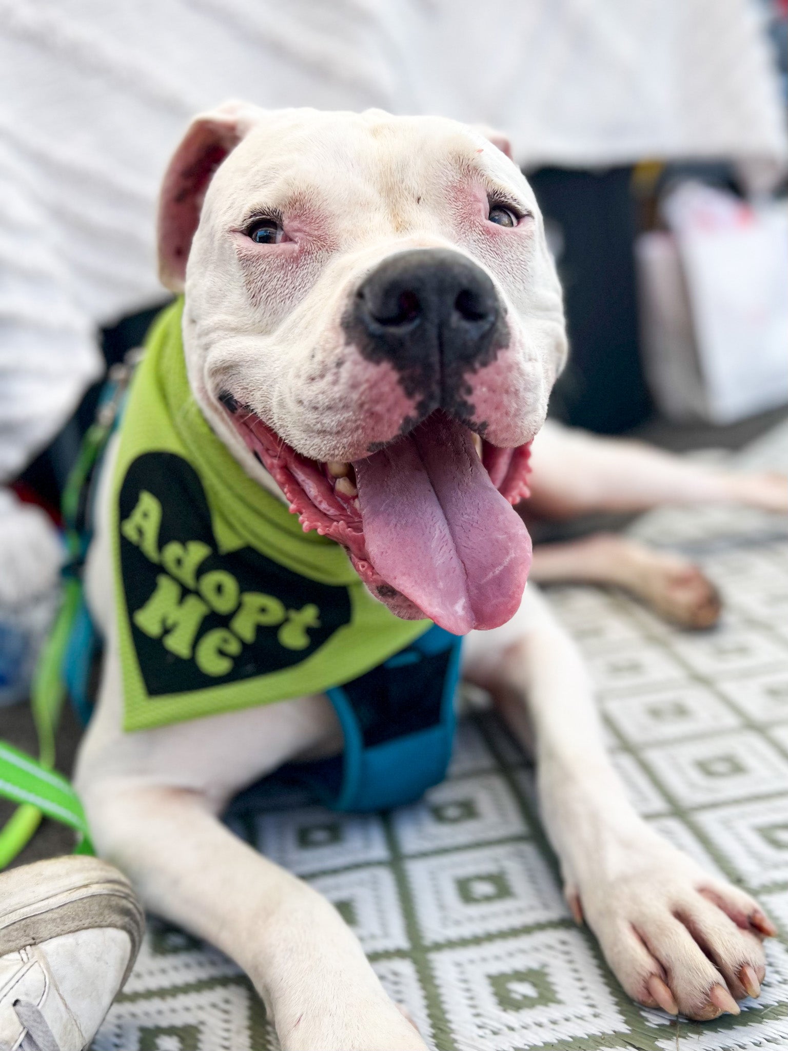 Encuentre el mejor fabricante de adopto cachorros y adopto cachorros para el mer Encuentre el mejor fabricante de adopto cachorros y adopto cachorros para el mer