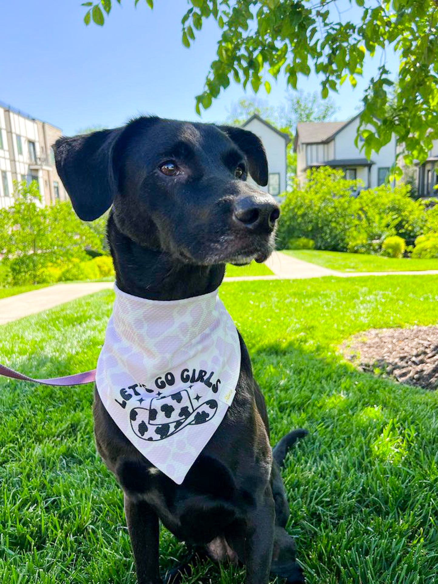 Let's Go Girls Cow Print Wrinkle Resistant Bandana
