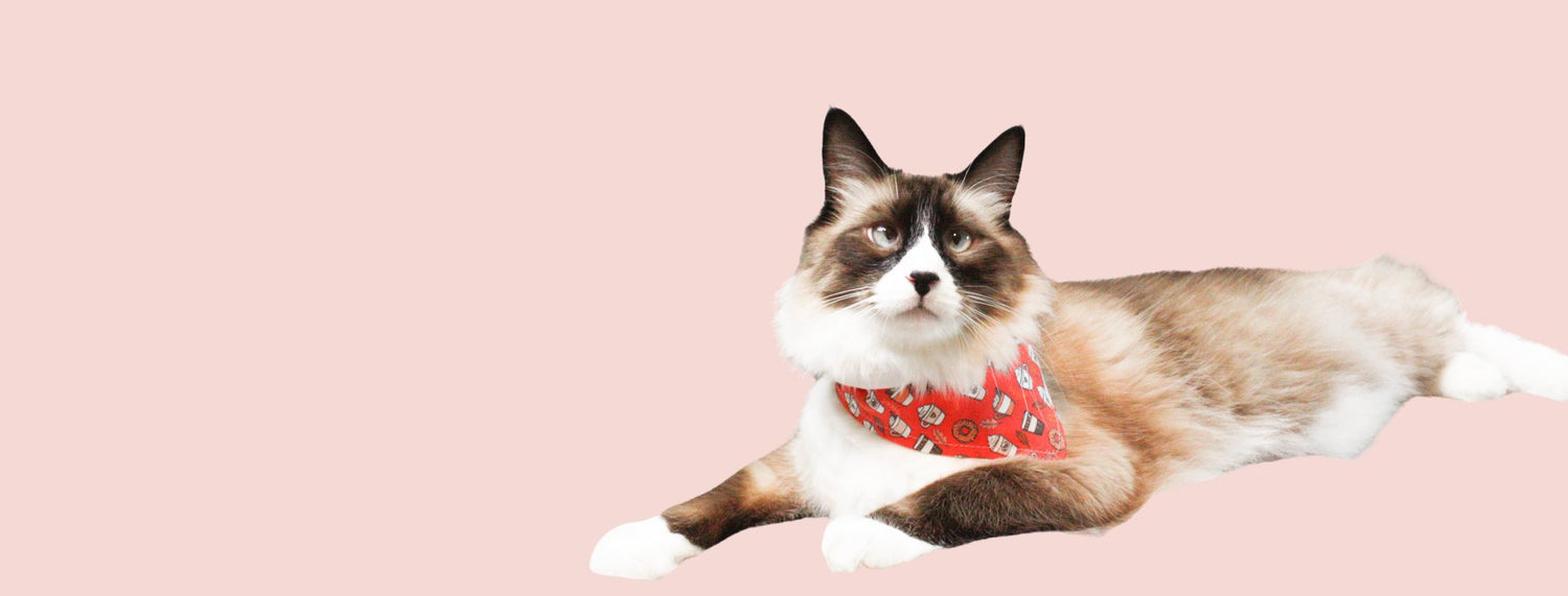 Awesome Cat Things