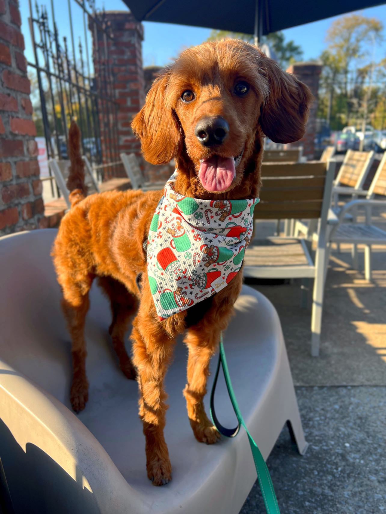 Holiday Lights & Cocoa Nights Wrinkle Resistant Bandana