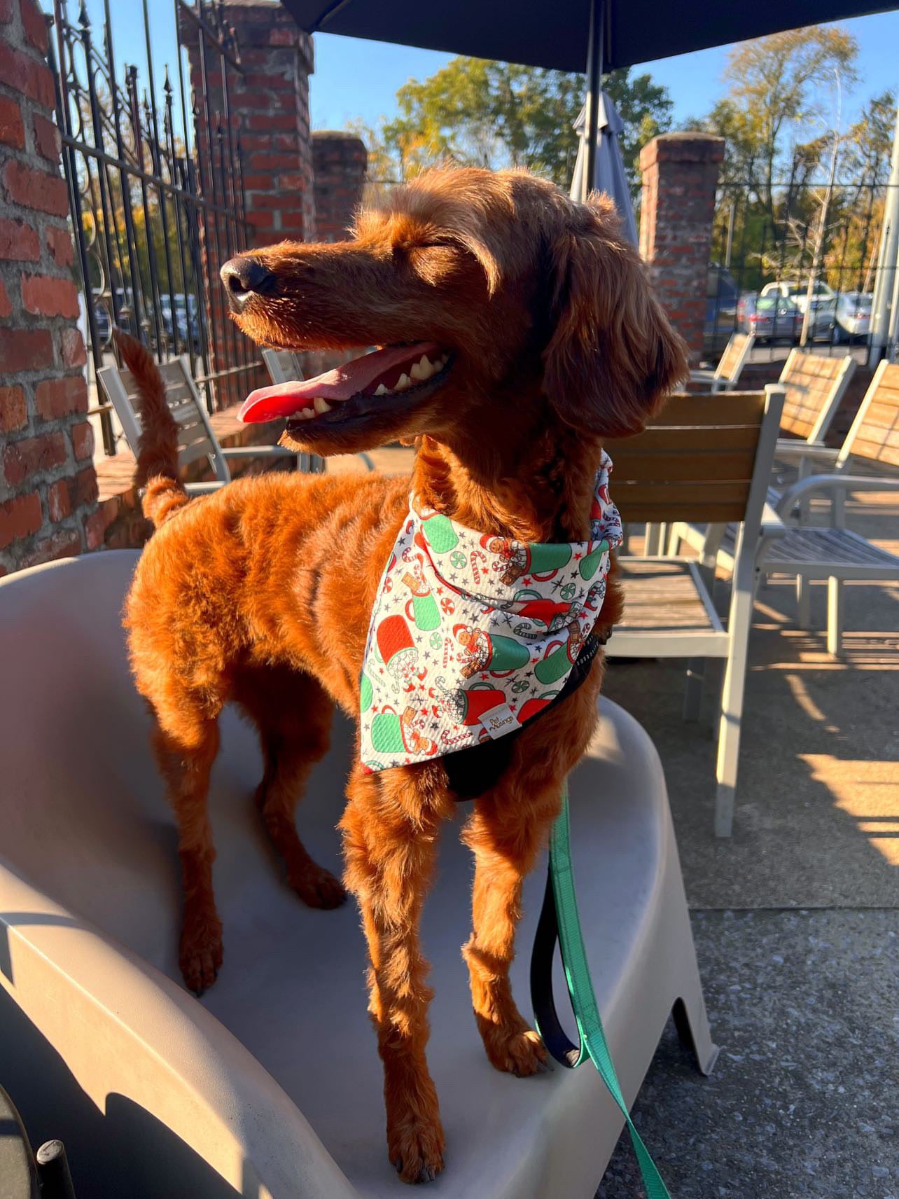 Holiday Lights & Cocoa Nights Wrinkle Resistant Bandana