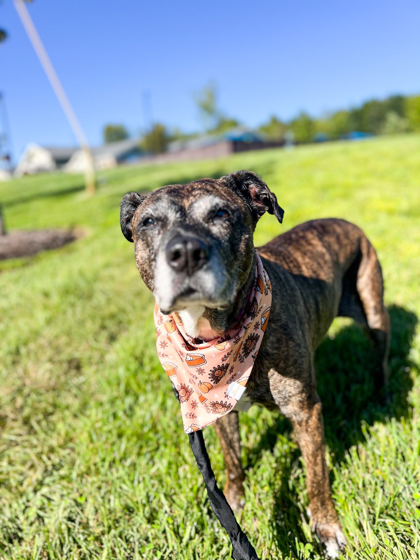 Gobble Gobble Wrinkle Resistant Bandana