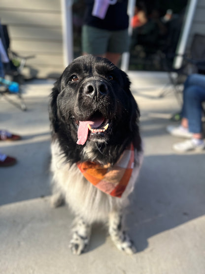 Pumpkin Spice Plaid Flannel Bandana