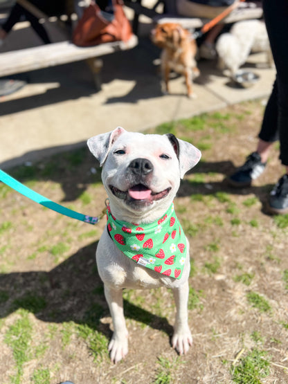 Strawberry Wrinkle Resistant Bandana