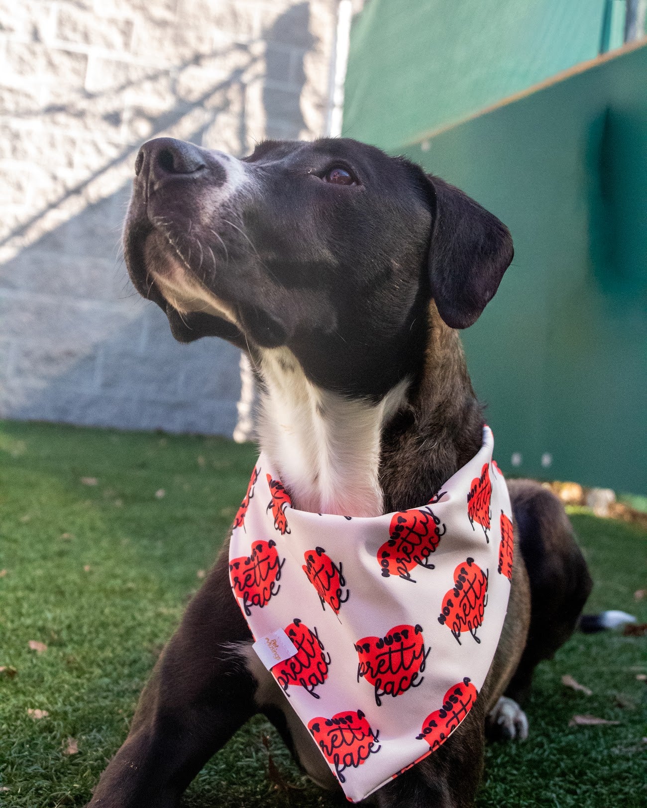 Not just a Pretty Face Wrinkle Resistant Bandana - Pet Musings