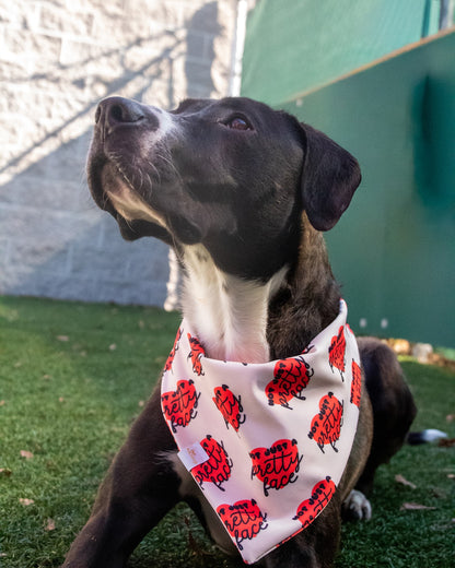 Not just a Pretty Face Wrinkle Resistant Bandana - Pet Musings