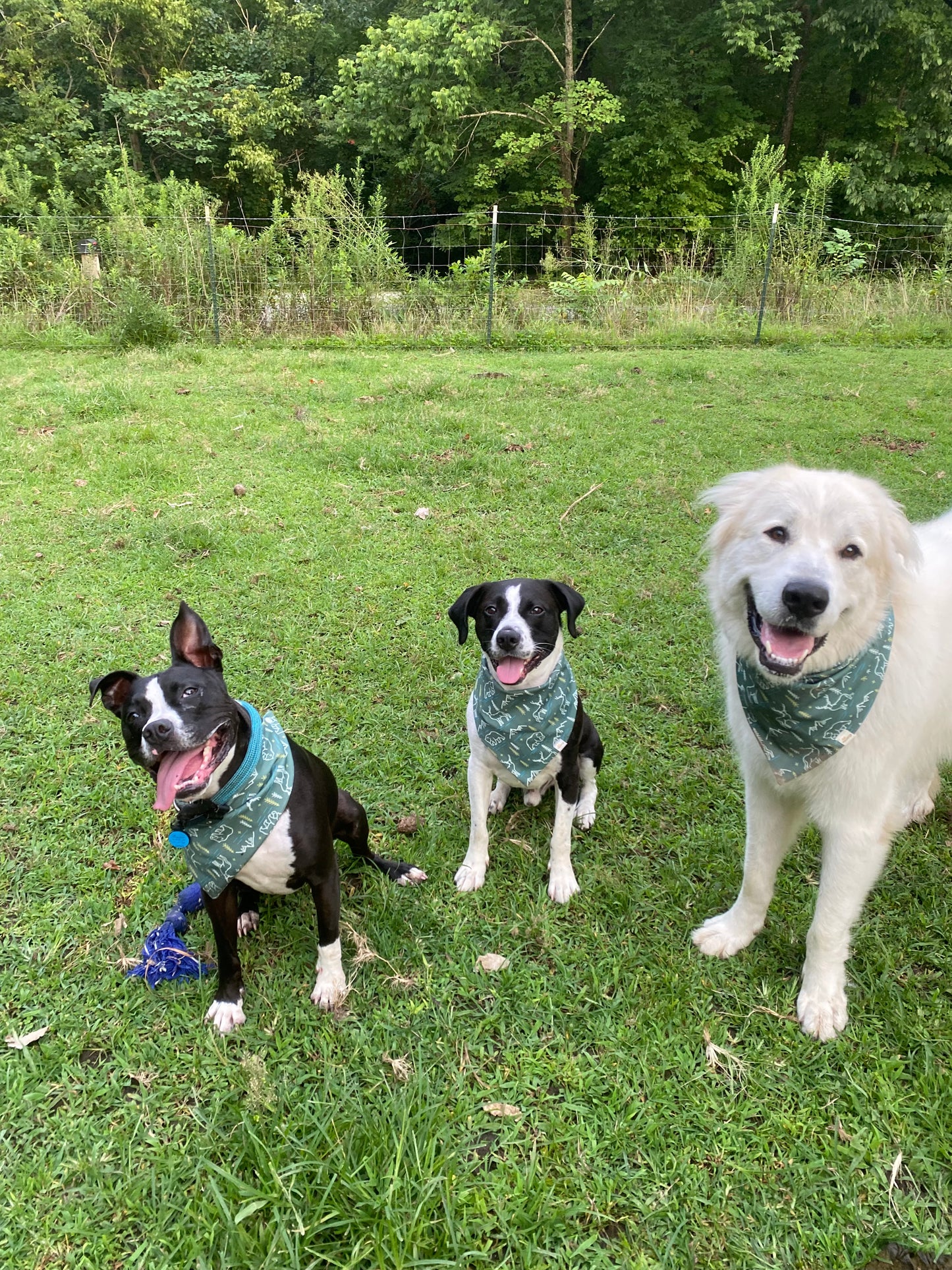 The Mountains are Calling Wrinkle Resistant Bandana - Pet Musings