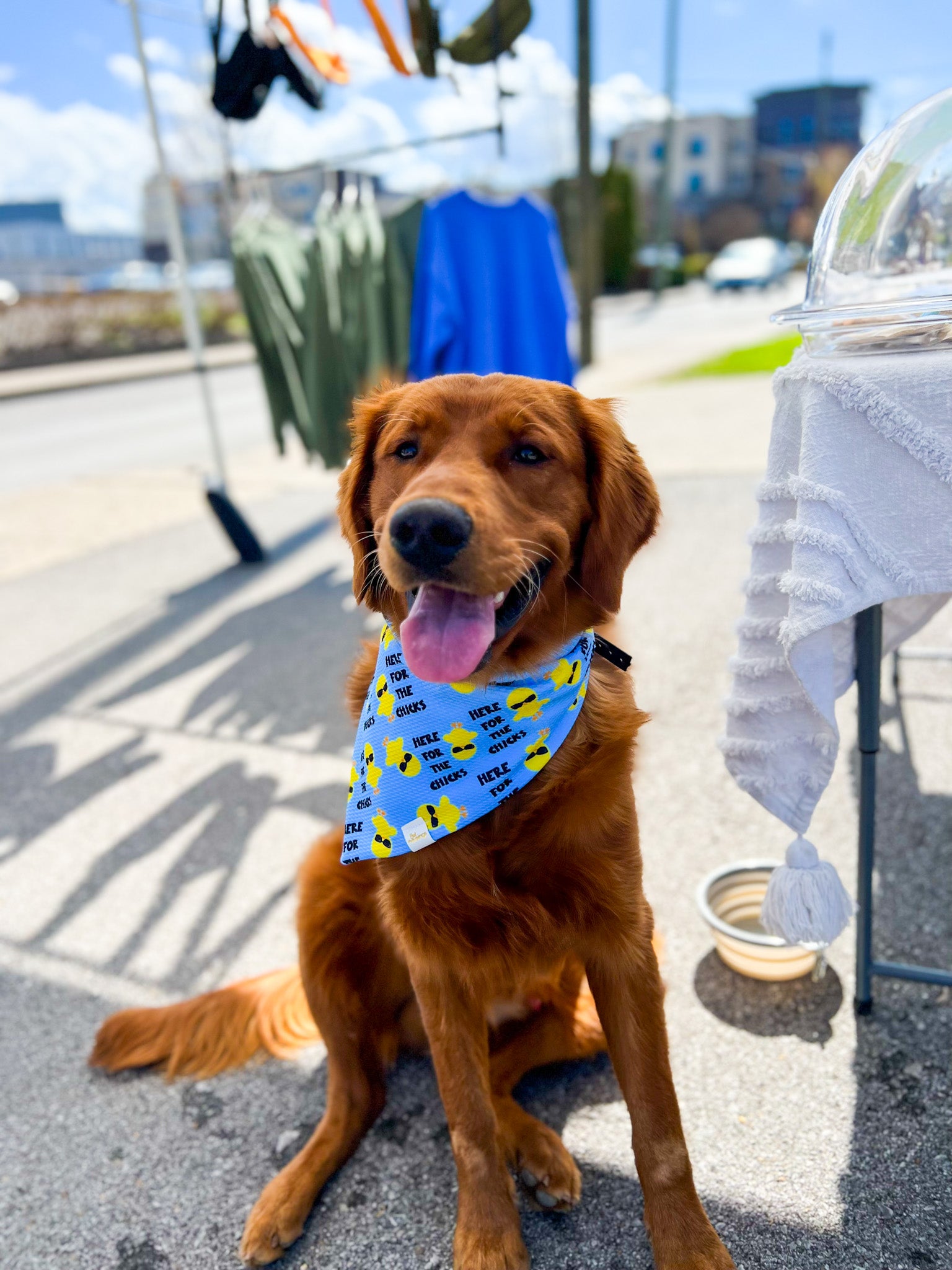 Here for the Chicks Wrinkle Resistant Bandana - Pet Musings