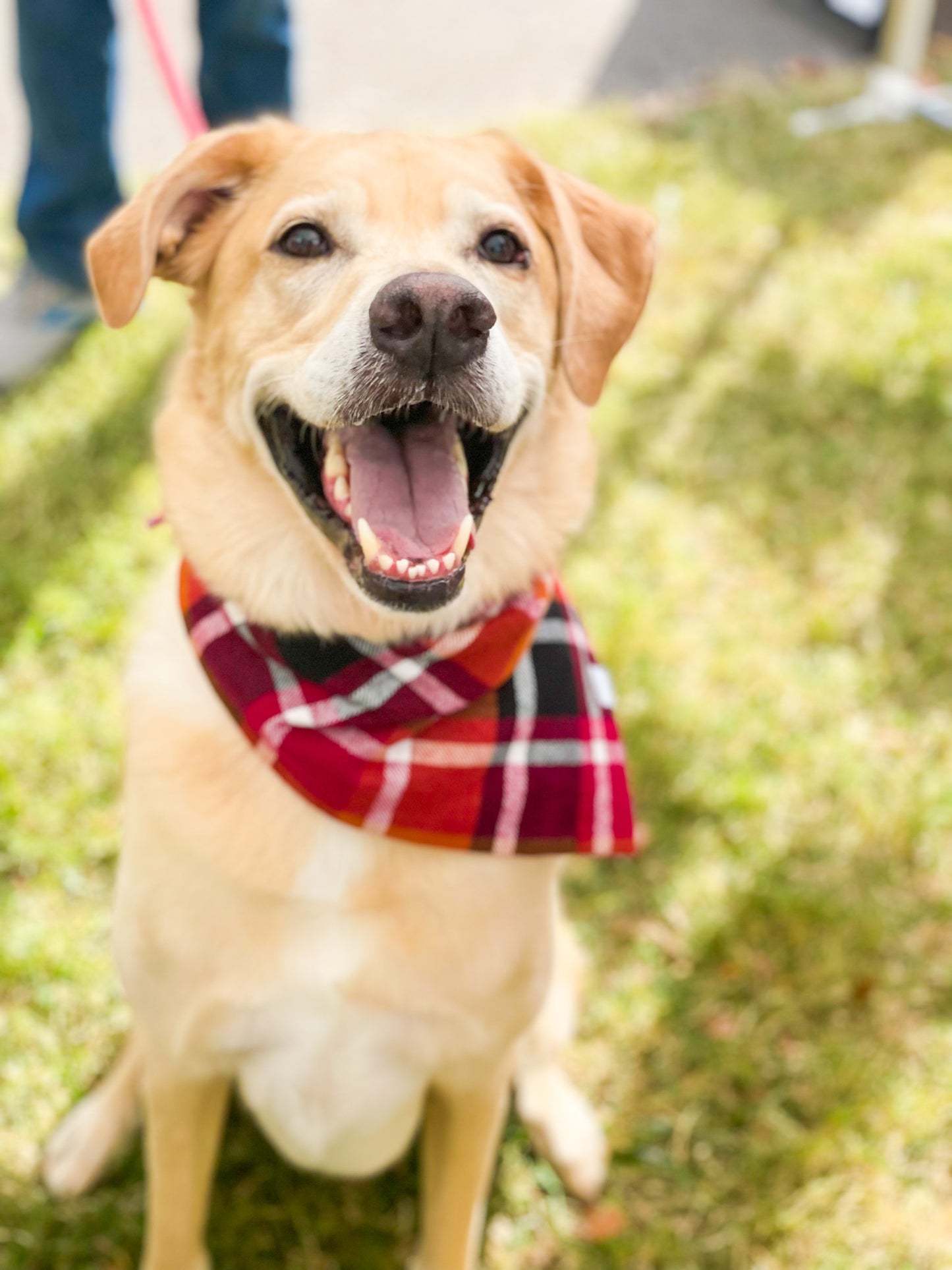 Apple Orchard Plaid Flannel Bandana