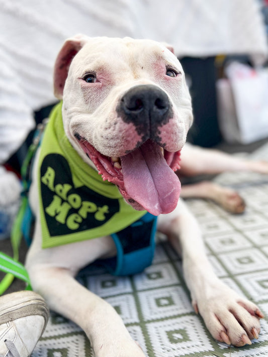 Adopt Me Wrinkle Resistant Bandana