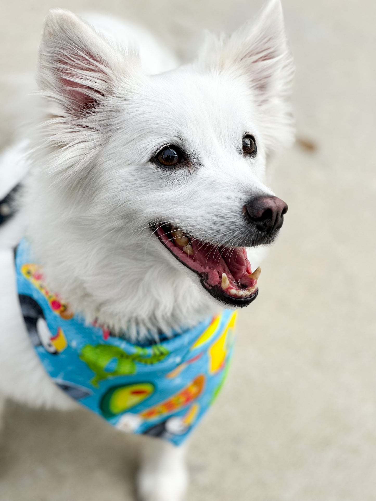 Pool Party Floaties Wrinkle Resistant Bandana